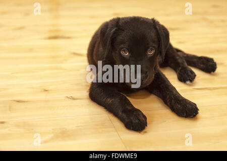 mix pitbull rottweiler nero