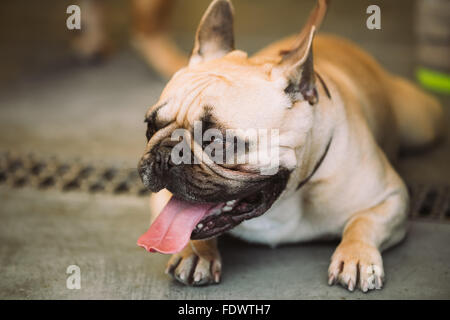 Funny Dog French Bulldog sitting on old wooden floor indoor. The French Bulldog is a small breed of domestic dog Stock Photo