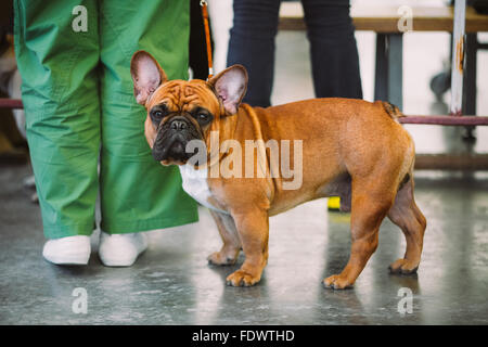 Brown Dog French Bulldog in full length. Stock Photo