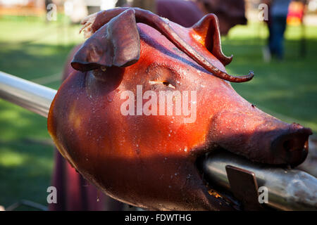 Pork head grilled in open fire Stock Photo