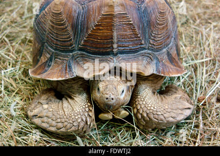The African spurred tortoise (Centrochelys sulcata), also called the sulcata tortoise Stock Photo