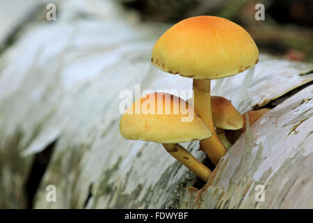 Brick cap (Hypholoma sublateritium) on birch tree trunk Stock Photo