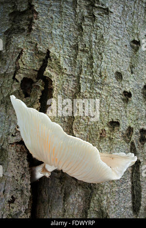 Porcelain fungus (Oudemansiella mucida) Stock Photo