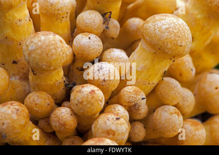 Golden scalycap mushrooms (Pholiota aurivella) Stock Photo