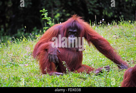 Potrrait of a senior orangutan in the region of Sabah, Borneo. Stock Photo
