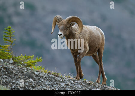 Bighorn sheep (Ovis canadensis) ram, Jasper National Park, Alberta, Canada Stock Photo