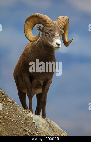 Bighorn sheep (Ovis canadensis) ram, Jasper National Park, Alberta, Canada Stock Photo