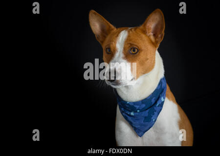 Low key portrait of stylish canine model - basenji dog male wearing blue kerchief Stock Photo