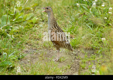 Crying Corncrake in summer. Moscow region, Russia Stock Photo