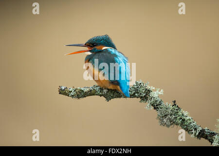 Kingfisher (Alcedo atthis) calling on a lichen branch above the river