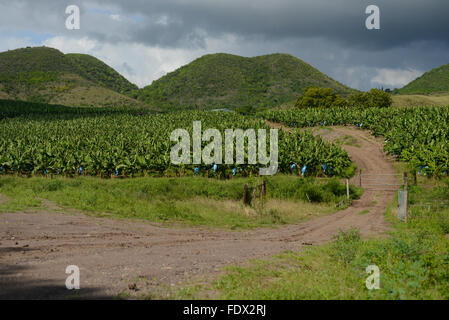 Banana plantations are one of the many agricultural activities in the island. PUERTO RICO - Caribbean Island. US territory. Stock Photo