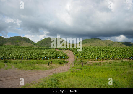 Banana plantations are one of the many agricultural activities in the island. PUERTO RICO - Caribbean Island. US territory. Stock Photo