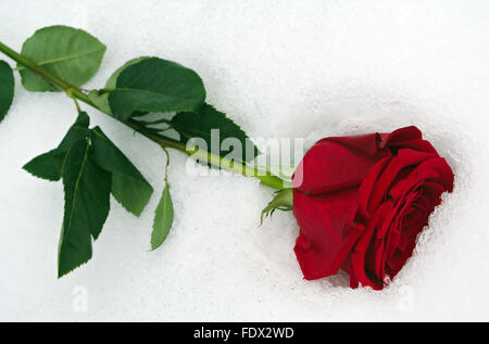 Valentine's day concept: One red rose in the white snow closeup view Stock Photo