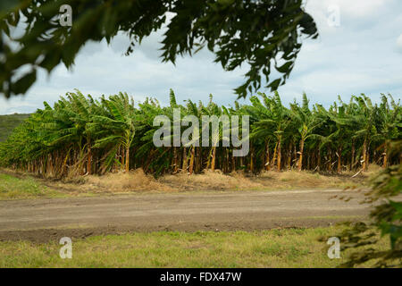 Banana plantations are one of the many agricultural activities in the island. PUERTO RICO - Caribbean Island. US territory. Stock Photo