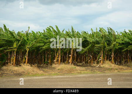 Banana plantations are one of the many agricultural activities in the island. PUERTO RICO - Caribbean Island. US territory. Stock Photo