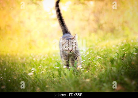 Cat walking towards camera Stock Photo