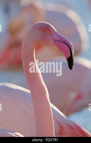 Greater flamingo (Phoenicopterus roseus), portrait, Camargue, Southern France, France Stock Photo