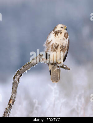 Common buzzard (Buteo buteo), light coloured morph, perching on branch covered in frost, biosphere area, Swabian Jura Stock Photo