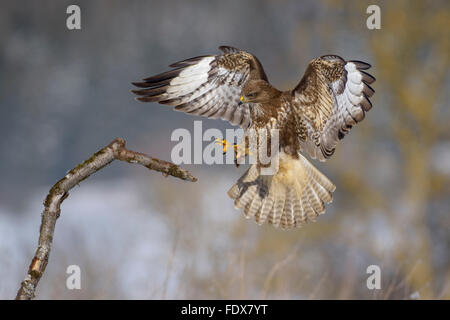 Common buzzard (Buteo buteo) landing on branch, biosphere area, Swabian Jura, Baden-Württemberg, Germany Stock Photo