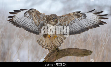 Common buzzard (Buteo buteo) landing on perch, biosphere area, Swabian Jura, Baden-Württemberg, Germany Stock Photo