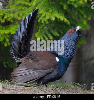 Wood grouse or capercaillie (Tetrao urogallus), male during courtship, Dalarna, Sweden