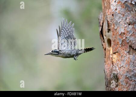 Three-toed woodpecker (Picoides tridactylus) leaving nesting hole, Rokua National Park, Utajärvi, Finland Stock Photo