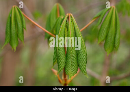 Horse-chestnut or conker tree (Aesculus hippocastanum), budding spring leaves, Germany Stock Photo