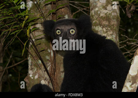 Indri or babakoto (Indri indri), female on tree, northeast Madagascar, Madagascar Stock Photo