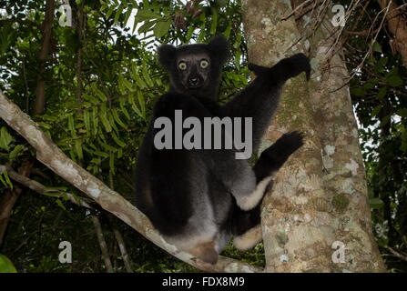 Indri or babakoto (Indri indri), female on tree, northeast Madagascar, Madagascar Stock Photo