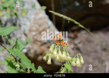 Green Comma Butterfly in the Carson National Forest New Mexico - USA Stock Photo