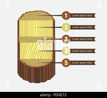 Vector illustration of tree rings textures and saw cut tree trunk Stock Vector