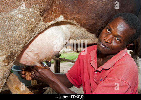 Ugandan farmer milking a dairy cow by hand into a bucket. Uganda. Stock Photo