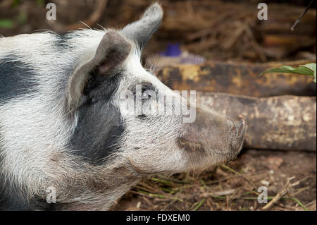 spotted pig in pen on farm in Uganda. Stock Photo