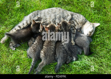 Mixed breed domestic kittens, six, suckling from mother on a lawn in garden sunshine. UK. Stock Photo