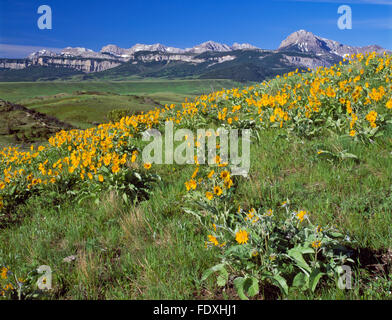 arrowleaf balsamroot flowers on foothills below the rocky mountain front near dupuyer, montana Stock Photo