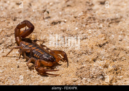 Striped Bark Scorpion Centruroides vittatus adult with young on back
