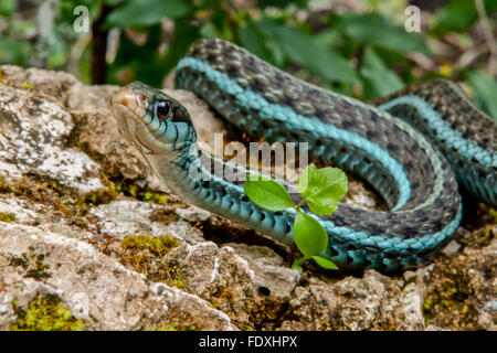 Bluestripe Garter Snake Stock Photo