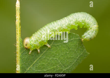 A Locust Sawfly (Nematus tibialis) larva eats a black locust tree leaf. Stock Photo