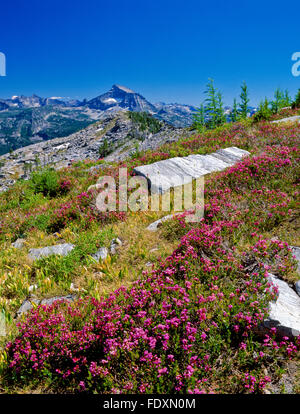 pink mountain heather near el capitan in the bitterroot range of the selway-bitterroot wilderness near darby, montana Stock Photo