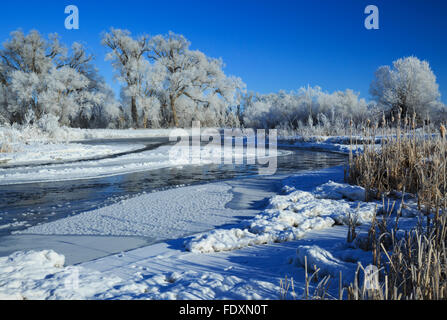 ice and frost along the madison river below greycliff fishing access near norris, montana Stock Photo