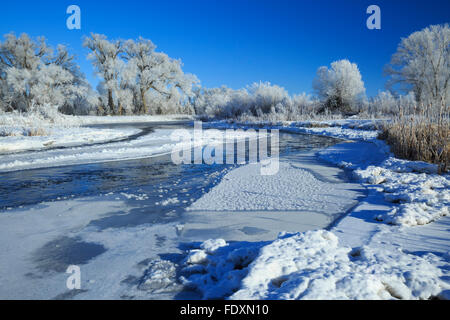 ice and frost along the madison river below greycliff fishing access near norris, montana Stock Photo