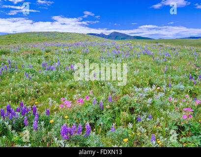 wildflowers on the prairie below the rocky mountain front near heart butte, montana Stock Photo