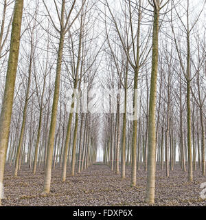 Poplar tree forest in winter. Emilia, Italy Stock Photo