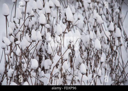 Group of snow-covered Purple Coneflower (Echinacea purpurea) stems and seed heads. Stock Photo