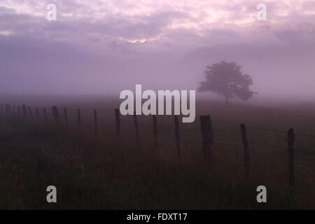 A farm fence and lone tree disappear in fog as dawn rises over the Southern Alps at Fox Glacier, New Zealand.