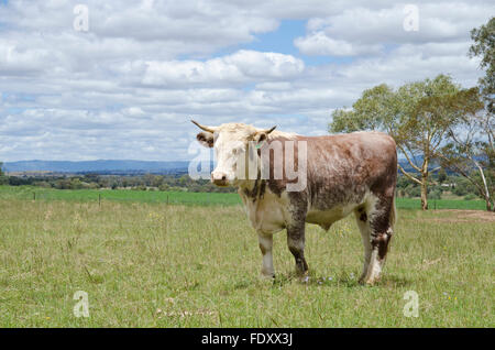 Young Hereford in a field at Tamworth Australia Stock Photo