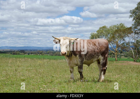 Young Hereford in a field at Tamworth Australia Stock Photo