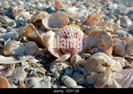 sea shells seashells on a beach at Boca Grande, Florida, USA Stock Photo