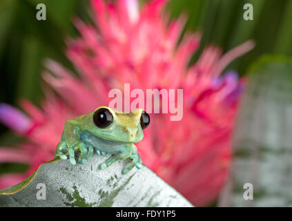 Tree Frog on green foliage Stock Photo