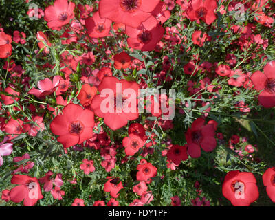 Linum grandiflorum, Red flax, scarlet flax, flowering flax, ornamental herb with linear lanceolate leaves and showy red flowers Stock Photo